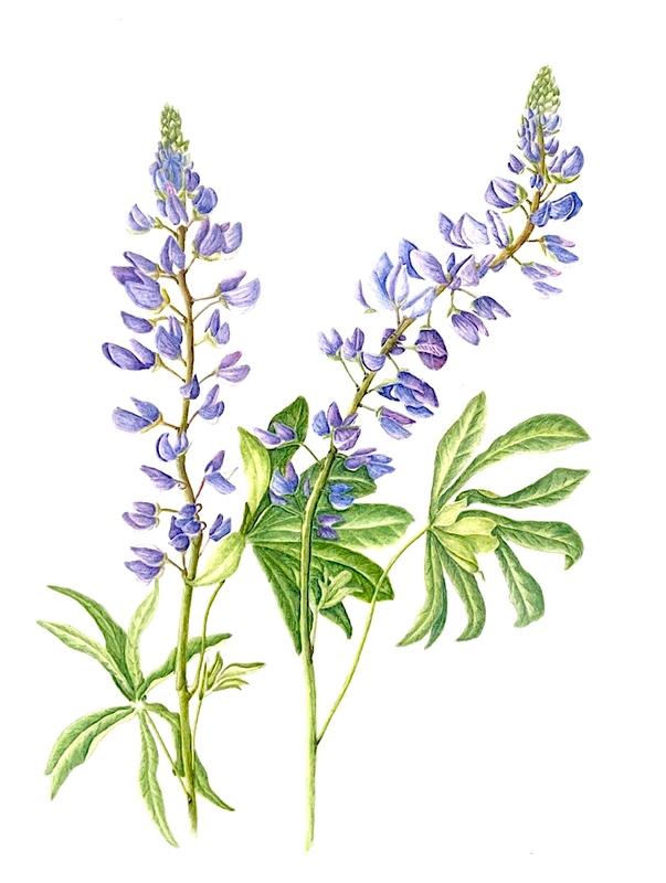 Childs River Run Lupine