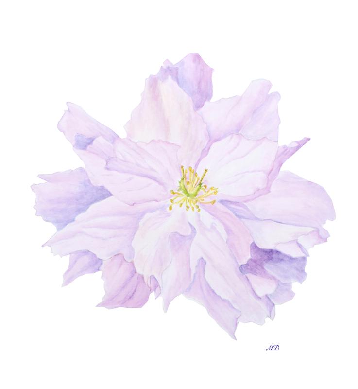 Cherry Blossoms in Spring