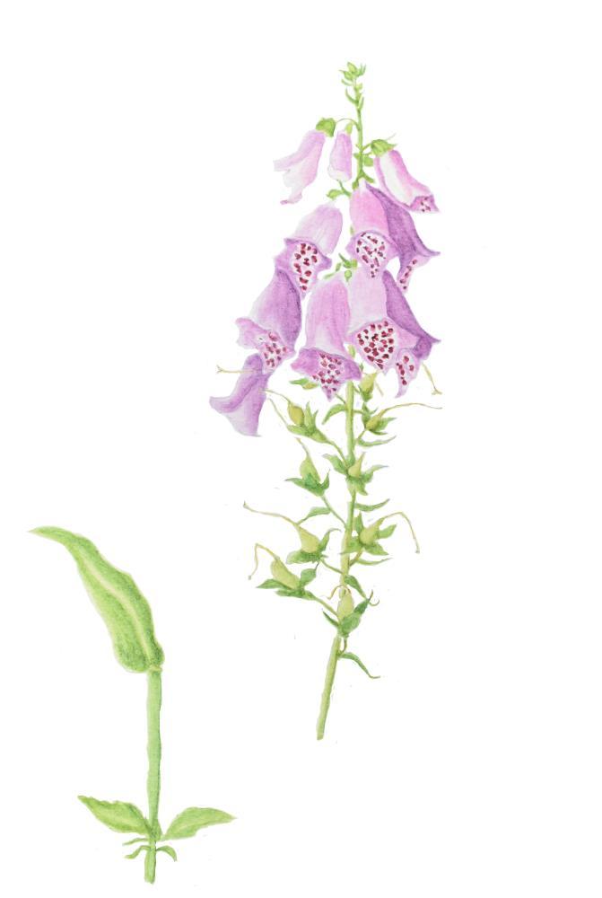 Foxglove East Sandwich
