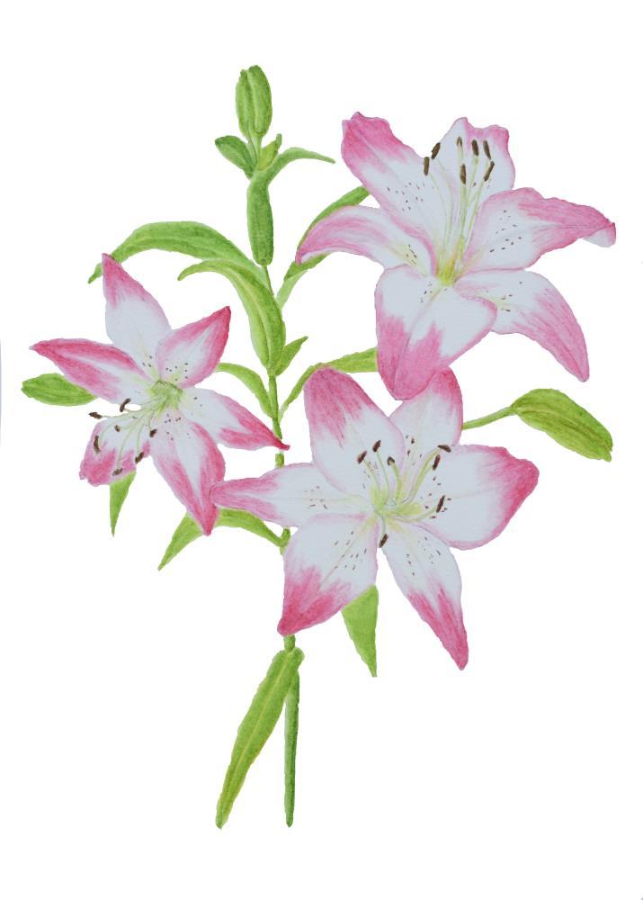 Asiatic Lily
