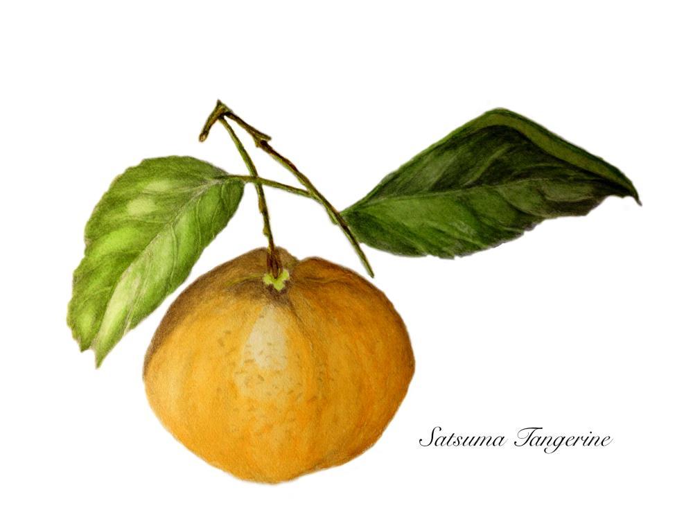 Satsuma Tangerine
